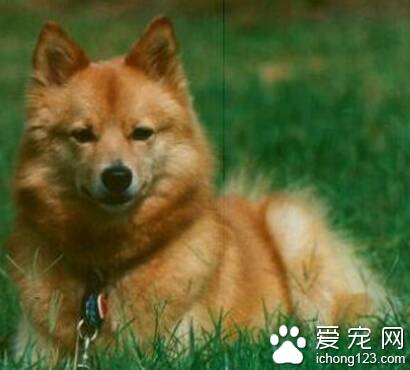 芬兰猎犬好养吗 该犬的美容技巧