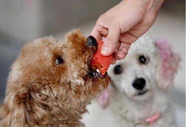 泰迪犬背毛怎样变亮？