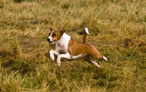 巴仙吉犬的形态特征    一双灵敏的倒三角耳朵