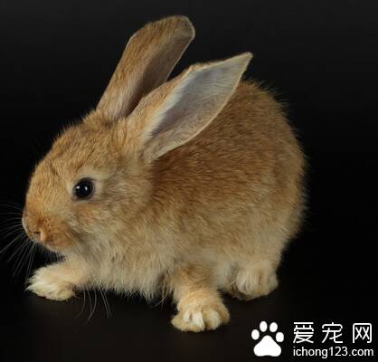 兔子吃草 干草有助于兔兔磨牙