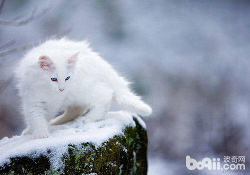 勇敢的狩猎者——挪威森林猫