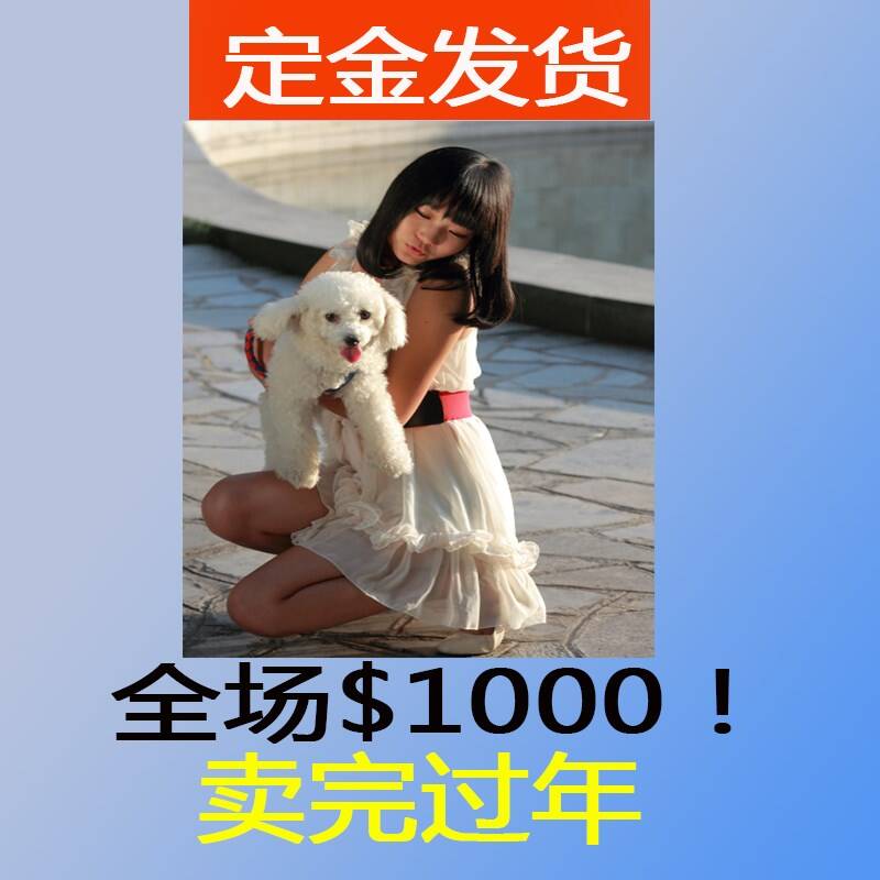 ★★▊货到付款▊★★ 精品比熊犬 全场1500 买一送一