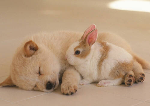 泰迪熊狗能吃鱼肝油吗 狗狗可以吃鱼油