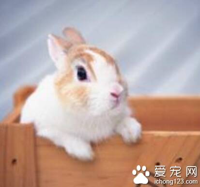 兔子为什么会吃纸 兔子是属于啮齿类