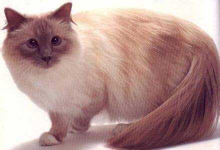 猫猫过敏吃什么药 什么原因导致过敏