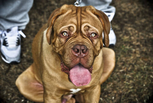 狗狗睡觉的状态 深浅沉三种睡眠