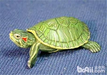 巴西龟怎么换水？巴西龟换水频率