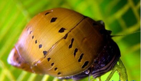 观赏螺种类  饲养是一定要多注意下水温