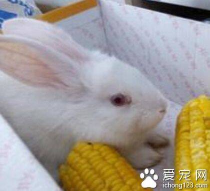 兔子吃玉米 淀粉含量高食物不宜喂食