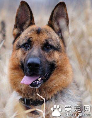 德国牧羊犬交配 幼犬需要较大的空间