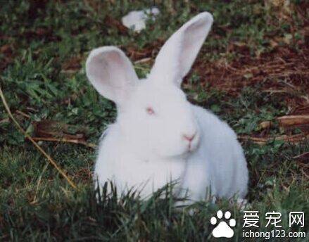 关于兔子吃什么 冬天给较多干草和兔粮