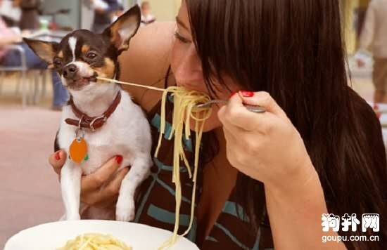 给狗狗喂食需要注意什么