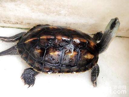 小珍珠龟怎么养？珍珠龟能长多大？