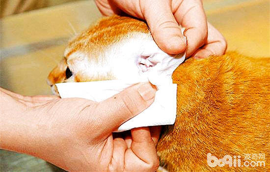 猫咪清洁你忽略了哪些地方？