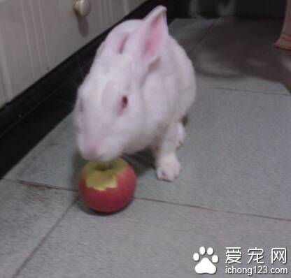 兔子能吃黄瓜吗 尽量不要喂食黄瓜