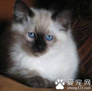 巴厘猫好养吗 是比较好养的猫咪