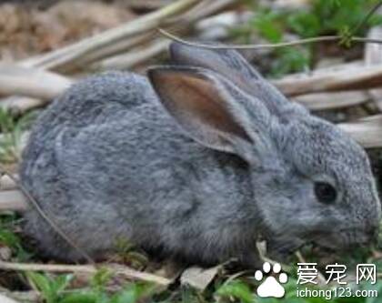 幼兔子吃什么 可以吃无限量的干牧草