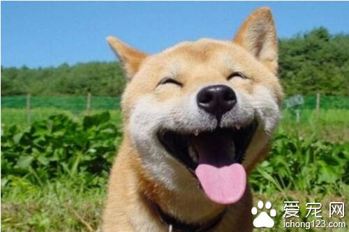 狗喘气 狗狗喘气快具体原因有以下几点