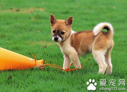 狗狗吃什么好 可以给狗狗喂食天然饭菜