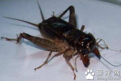 蟋蟀吃什么 一般都是以嫩芽嫩叶及根为食