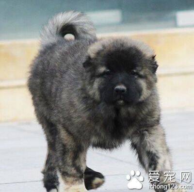 高加索犬好不好养 能跟小动物和平相处