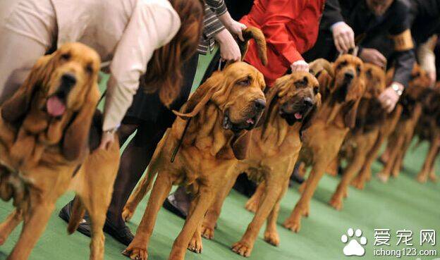 寻血猎犬吃什么狗粮好 换狗粮要注意过渡