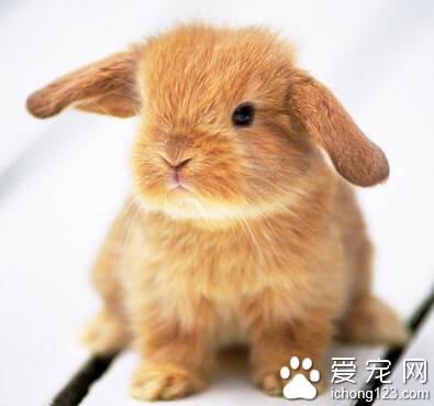 兔子吃人 避免给兔子喂食人吃的食物