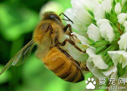 养蜂知识 蜜蜂个体都有对同类“怜悯”的天性