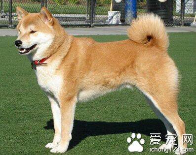 秋田犬寿命 它的寿命一般在12年左右