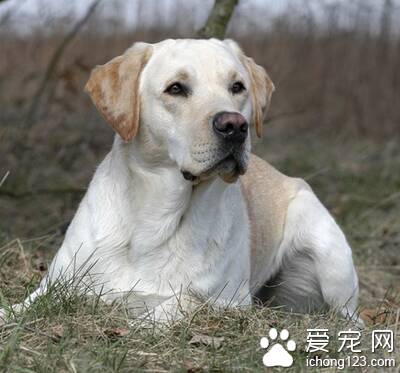 狗狗为什么流鼻血 外因流鼻血容易治疗