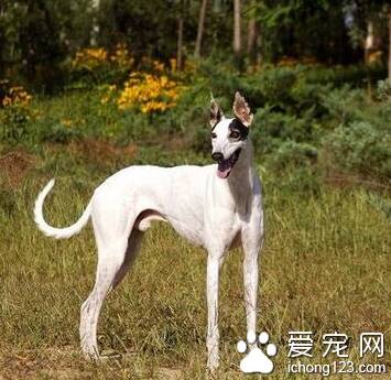 灵缇犬的饲养 保持犬舍的清洁干净