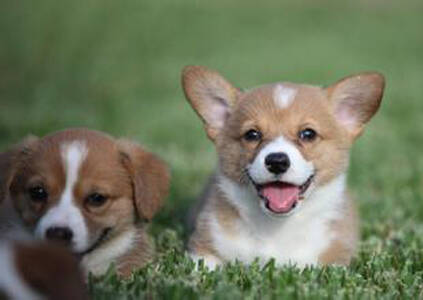 狗能吃生的三文鱼吗 三文鱼营养全面