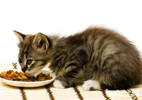 建议猫咪少吃的一些食物