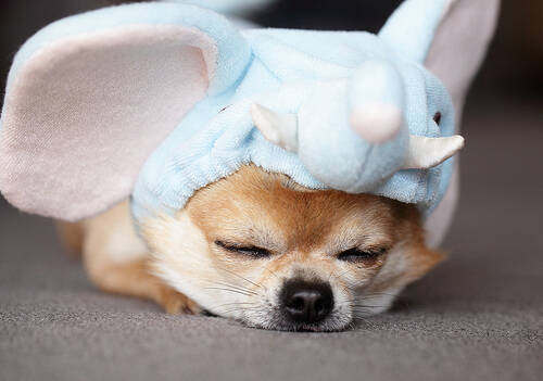 被自己家狗狗抓伤 如何避免被狗狗抓伤