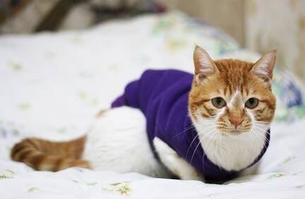 怎样给小猫做衣服 可自己动手DIY衣服