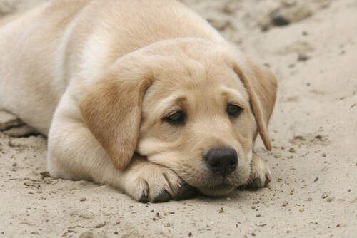 小狗晚上一直叫怎么办 注意力转移法