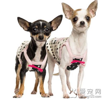 吉娃娃狗怎么养 该犬喜欢活动和戏耍