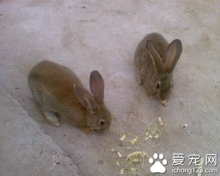 兔子吃甜食 甜食会导致兔子患蛀牙