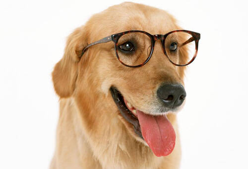 狗是不是色盲 导盲犬可以看见红绿灯吗