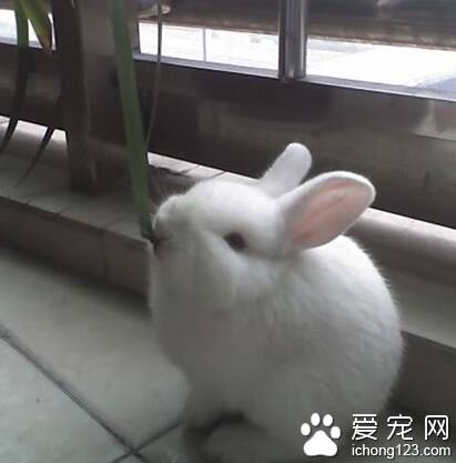 兔子吃三叶草 新鲜的豆科植物易胀气