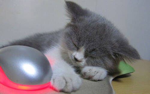 幼猫能吃成猫粮吗 选择专业的猫粮