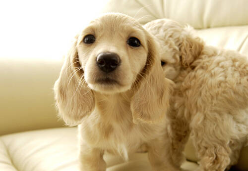 狗发情期多久 时间间隔长短辨别是否健康