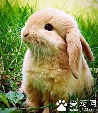 兔子主食吃什么 蔬菜只能适量喂食