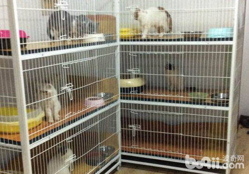 春节猫咪寄养的相关问题