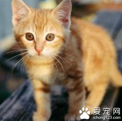 猫咪肾衰 年纪相关因素恶化导致