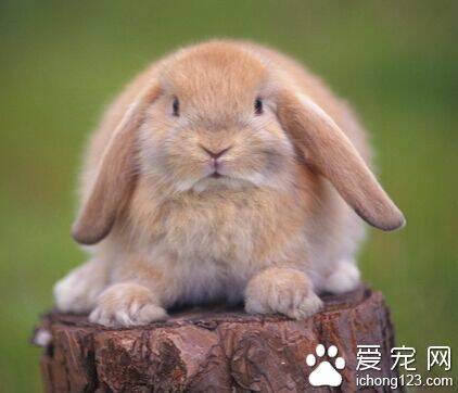 兔子如何过冬 为兔兔准备一个温暖的兔窝