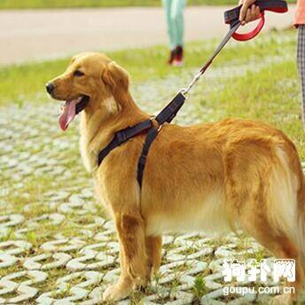 狗狗牵引绳训练常见问题