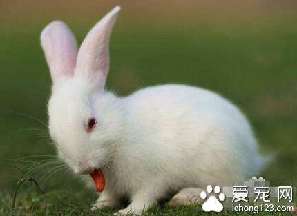 兔子为什么吃萝卜 含有较多脂溶性维生素