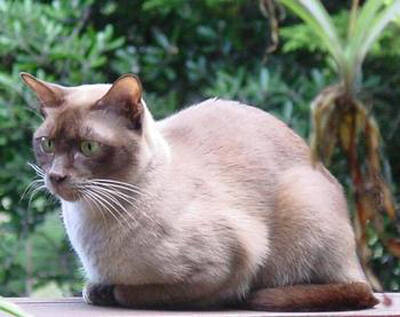 缅甸猫不能吃什么 绝对禁食的食品