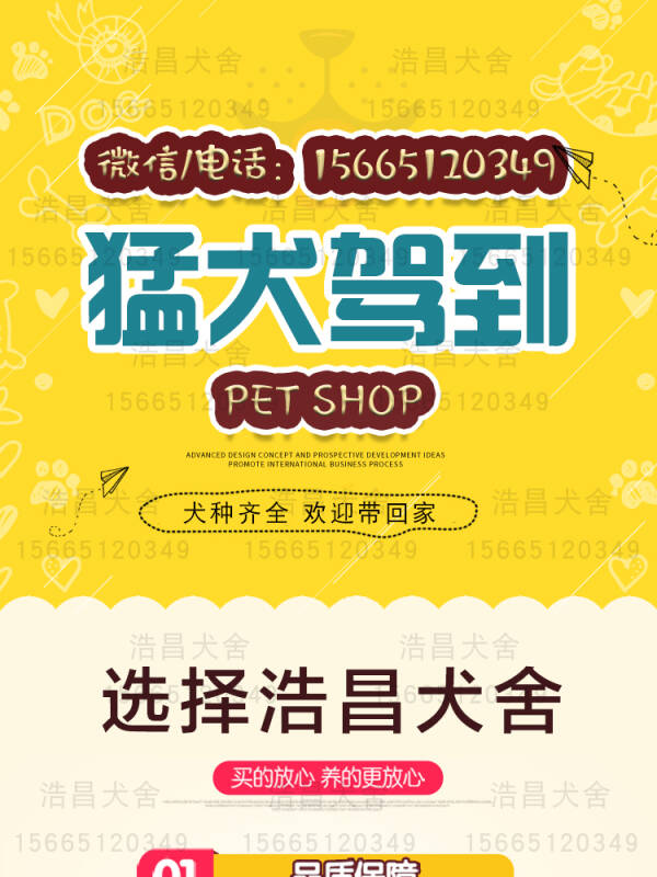 纯种狼青犬1500元起，免费运输，货到付款，全网急售88只